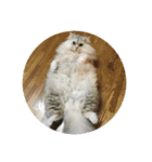 ペルシャ猫レオ（個別スタンプ：3）