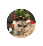 ペルシャ猫レオ（個別スタンプ：4）