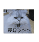 ペルシャ猫レオ（個別スタンプ：5）
