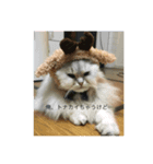 ペルシャ猫レオ（個別スタンプ：6）