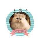 ペルシャ猫レオ（個別スタンプ：7）