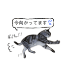 リアル猫の挨拶（個別スタンプ：14）
