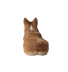 コーギー犬 美人なミッチ（個別スタンプ：1）