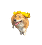 コーギー犬 美人なミッチ（個別スタンプ：2）
