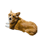 コーギー犬 美人なミッチ（個別スタンプ：4）