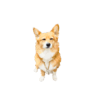 コーギー犬 美人なミッチ（個別スタンプ：6）