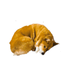 コーギー犬 美人なミッチ（個別スタンプ：7）