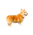 コーギー犬 美人なミッチ（個別スタンプ：8）