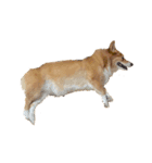 コーギー犬 美人なミッチ（個別スタンプ：9）