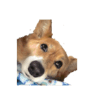 コーギー犬 美人なミッチ（個別スタンプ：13）