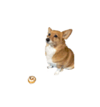 コーギー犬 美人なミッチ（個別スタンプ：15）