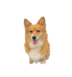 コーギー犬 美人なミッチ（個別スタンプ：16）