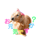 可愛い！はなちゃんのわんちゃんスタンプ！（個別スタンプ：2）