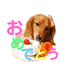 可愛い！はなちゃんのわんちゃんスタンプ！（個別スタンプ：5）