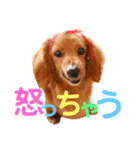 可愛い！はなちゃんのわんちゃんスタンプ！（個別スタンプ：6）