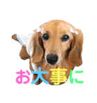 可愛い！はなちゃんのわんちゃんスタンプ！（個別スタンプ：7）