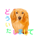 可愛い！はなちゃんのわんちゃんスタンプ！（個別スタンプ：11）