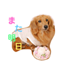 可愛い！はなちゃんのわんちゃんスタンプ！（個別スタンプ：15）