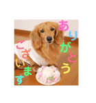 可愛い！はなちゃんのわんちゃんスタンプ！（個別スタンプ：16）