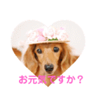 可愛い！はなちゃんのわんちゃんスタンプ！（個別スタンプ：18）