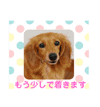 可愛い！はなちゃんのわんちゃんスタンプ！（個別スタンプ：19）