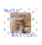 可愛い！はなちゃんのわんちゃんスタンプ！（個別スタンプ：22）