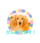 可愛い！はなちゃんのわんちゃんスタンプ！（個別スタンプ：24）