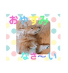 可愛い！はなちゃんのわんちゃんスタンプ！（個別スタンプ：31）