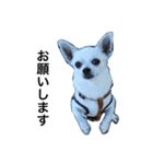 チワワのLEON（個別スタンプ：7）