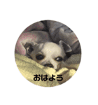 チワワのLEON（個別スタンプ：9）