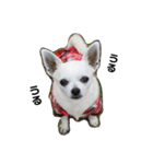 チワワのLEON（個別スタンプ：12）