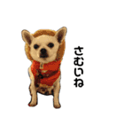 チワワのLEON（個別スタンプ：20）