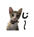 まゆげ猫 まゆたま すたんぷ（個別スタンプ：1）