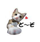 まゆげ猫 まゆたま すたんぷ（個別スタンプ：2）