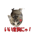 まゆげ猫 まゆたま すたんぷ（個別スタンプ：3）