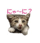 まゆげ猫 まゆたま すたんぷ（個別スタンプ：4）