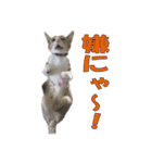 まゆげ猫 まゆたま すたんぷ（個別スタンプ：5）