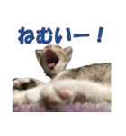 まゆげ猫 まゆたま すたんぷ（個別スタンプ：6）