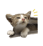 まゆげ猫 まゆたま すたんぷ（個別スタンプ：7）