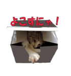 まゆげ猫 まゆたま すたんぷ（個別スタンプ：8）
