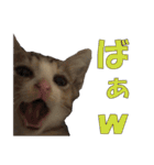 まゆげ猫 まゆたま すたんぷ（個別スタンプ：9）