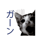 まゆげ猫 まゆたま すたんぷ（個別スタンプ：10）
