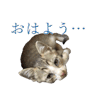 まゆげ猫 まゆたま すたんぷ（個別スタンプ：12）