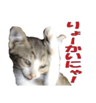 まゆげ猫 まゆたま すたんぷ（個別スタンプ：13）