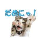 まゆげ猫 まゆたま すたんぷ（個別スタンプ：14）