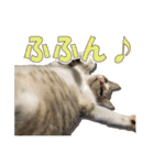まゆげ猫 まゆたま すたんぷ（個別スタンプ：15）