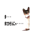 まゆげ猫 まゆたま すたんぷ（個別スタンプ：16）