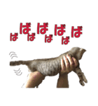 まゆげ猫 まゆたま すたんぷ（個別スタンプ：17）