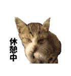 まゆげ猫 まゆたま すたんぷ（個別スタンプ：18）