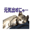 まゆげ猫 まゆたま すたんぷ（個別スタンプ：19）